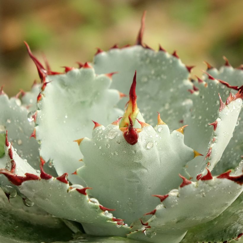 Agave potatorum Kichiokan (Folhagem)