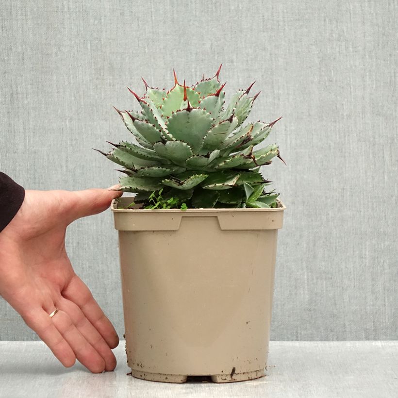 Amostra de Agave potatorum Kichiokan Vaso de 3 L/4 L tal como entregue no outono