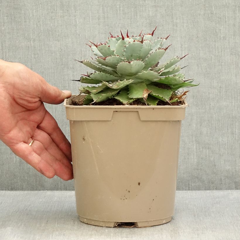 Amostra de Agave potatorum Kichiokan Vaso de 3 L/4 L tal como entregue no verão