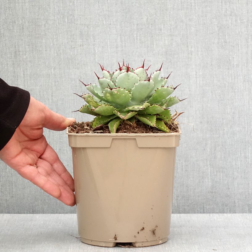 Amostra de Agave potatorum Kichiokan Pot de 3L/4L tal como entregue no inverno