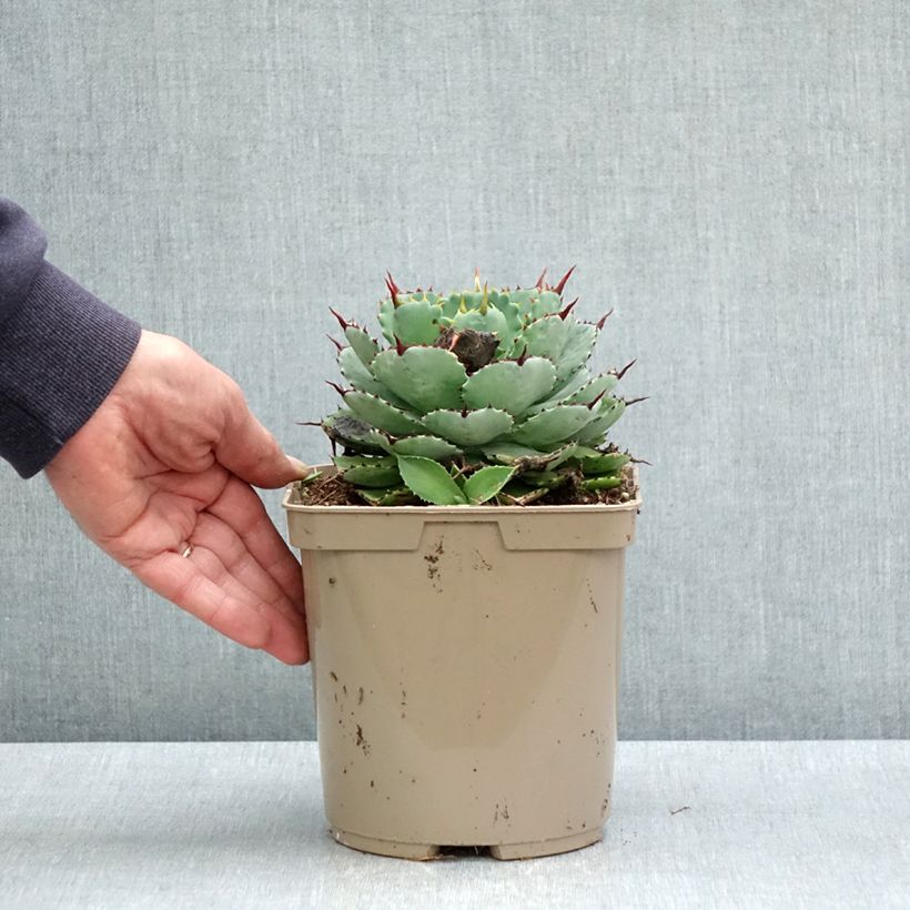 Amostra de Agave potatorum Kichiokan Vaso de 3 L/4 L tal como entregue na primavera