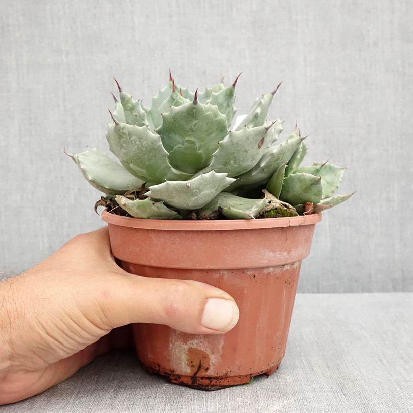 Amostra de Agave potatorum var. verschaffeltii Vaso de 2 L/3 L tal como entregue no verão