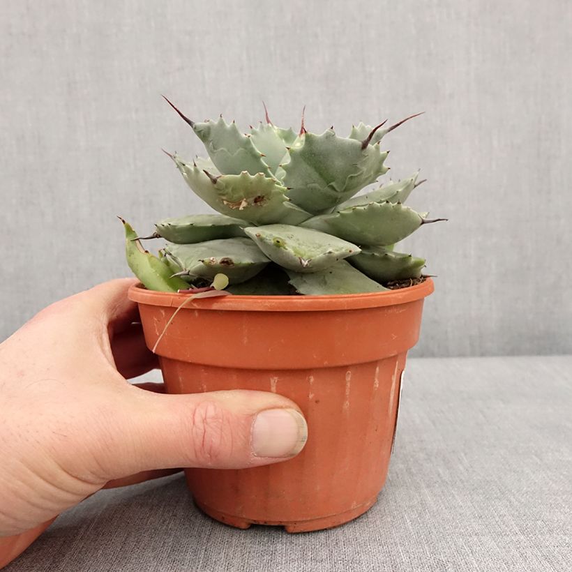 Amostra de Agave potatorum Vaso de 2 L/3 L tal como entregue no inverno