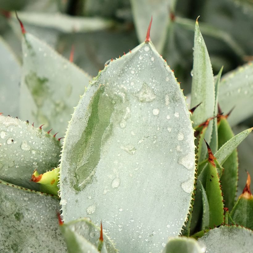Agave pygmae Dragon Toes (Folhagem)