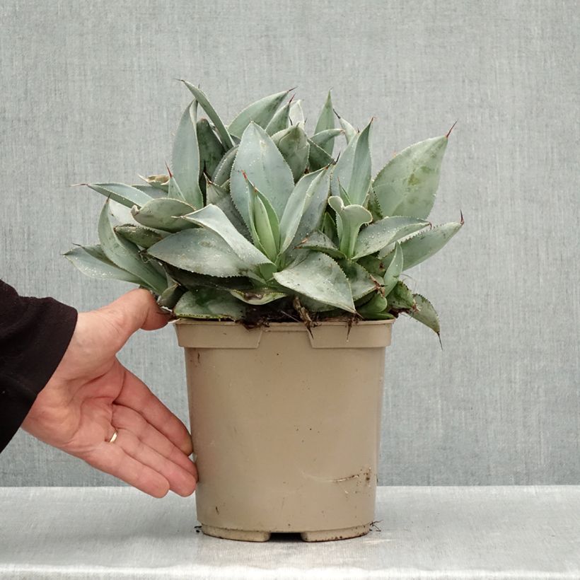 Amostra de Agave pygmae Dragon Toes Vaso de 3 L/4 L tal como entregue no outono