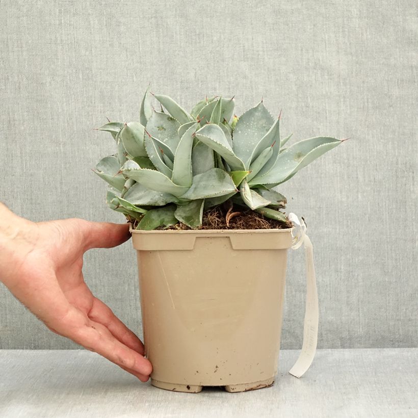 Amostra de Agave pygmae Dragon Toes Vaso de 3 L/4 L tal como entregue no verão