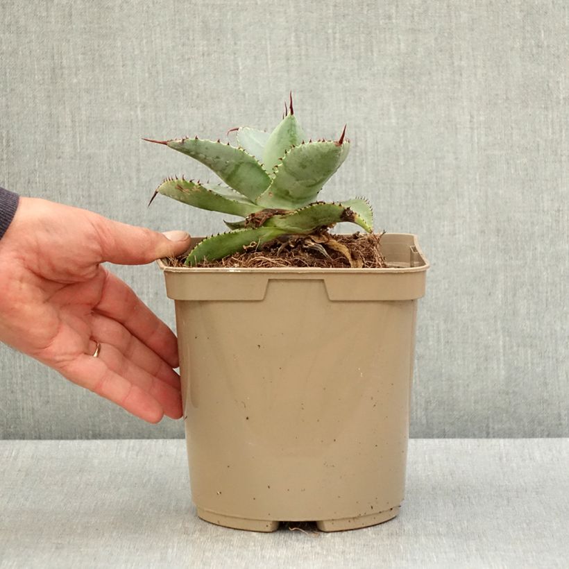 Amostra de Agave pygmae Dragon Toes Vaso de 3 L/4 L tal como entregue na primavera