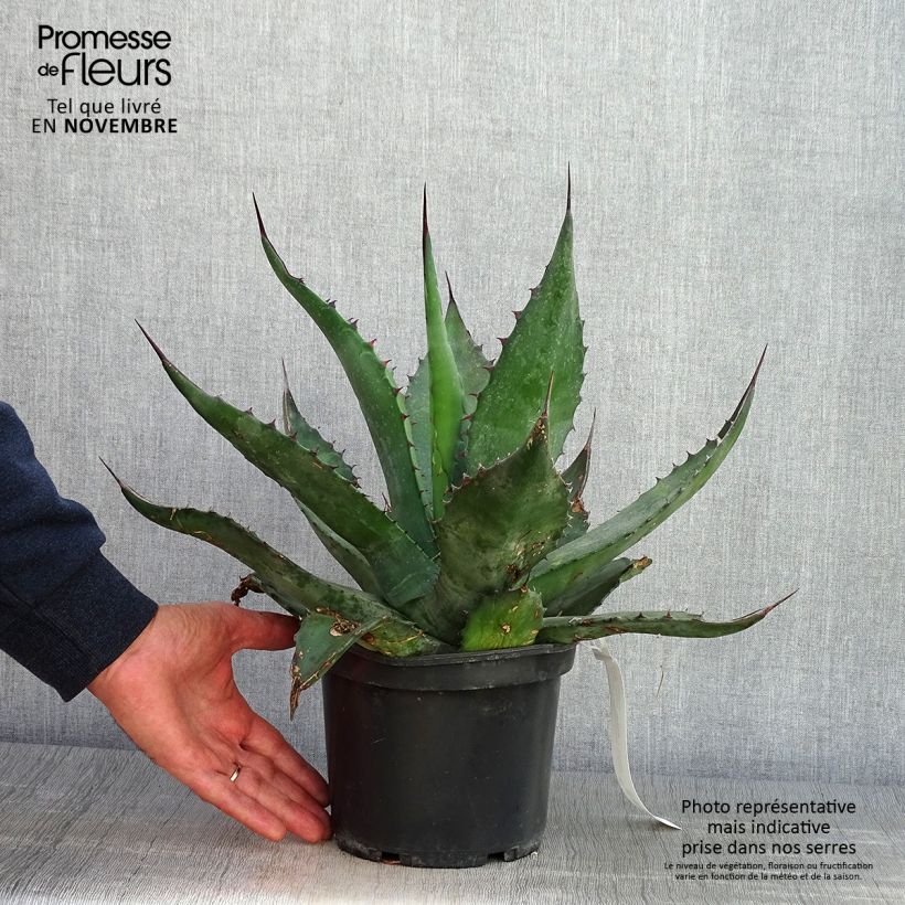 Amostra de Agave salmiana Vaso de 3 L/4 L tal como entregue no outono