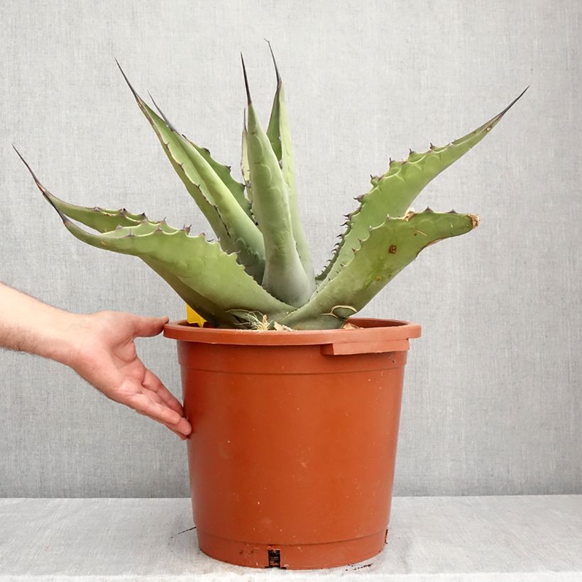 Amostra de Agave salmiana subsp. crassispina Vaso de 12 L/15 L tal como entregue no verão