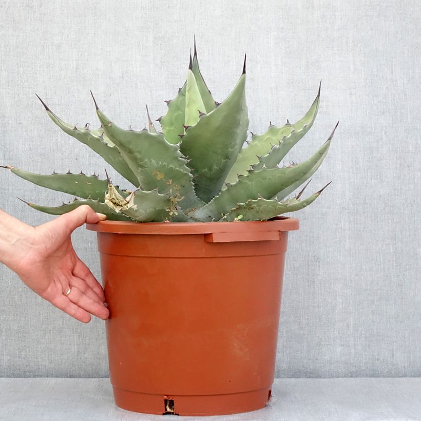 Amostra de Agave salmiana subsp. crassispina Pot de 12L/15L tal como entregue no inverno