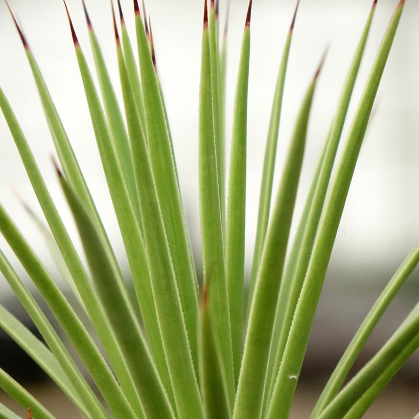 Agave stricta Nana (Folhagem)