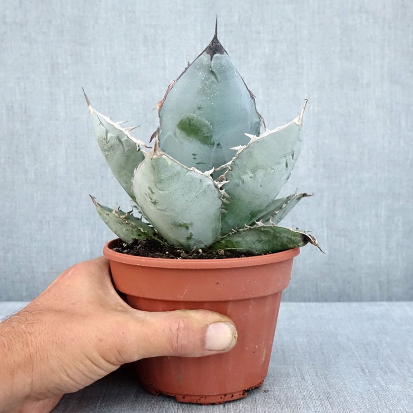 Amostra de Agave titanota Vaso de 12 cm/13 cm tal como entregue no verão
