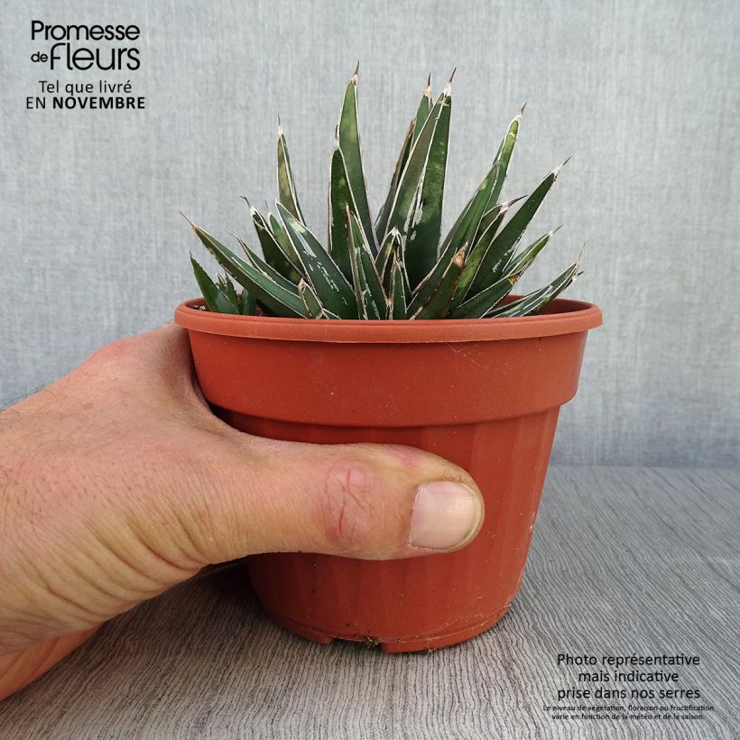 Amostra de Agave victoriae Vaso de 12 cm/13 cm tal como entregue no outono