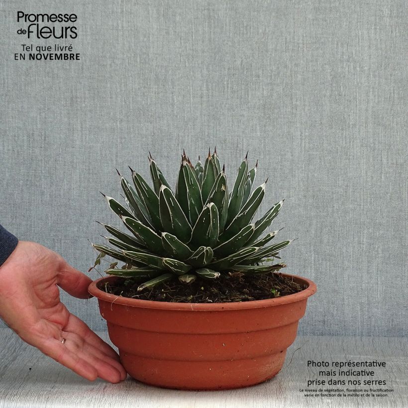 Amostra de Agave victoriae Vaso de 4 L/5 L tal como entregue no outono