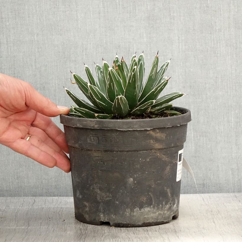 Amostra de Agave victoriae Vaso de 4 L/5 L tal como entregue na primavera