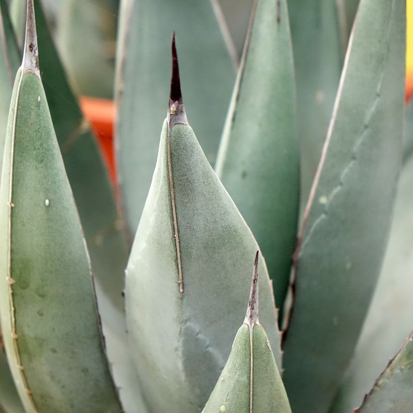 Agave x nigra (Folhagem)
