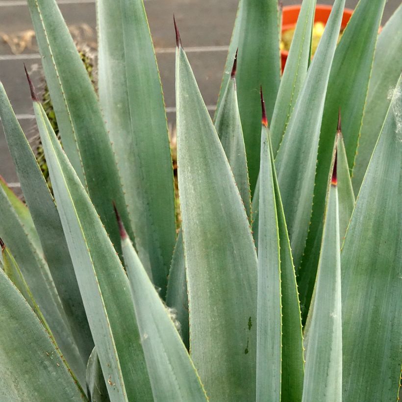 Agave × winteriana (Folhagem)