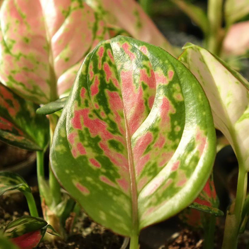 Aglaonema Beauty (Folhagem)