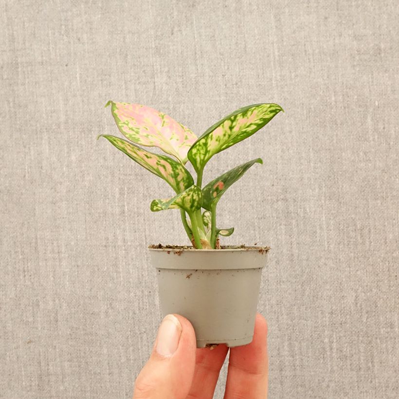 Amostra de Aglaonema Beauty Miniplanta tal como entregue na primavera