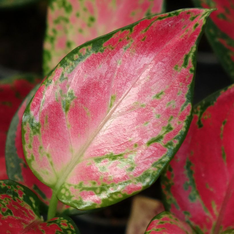 Aglaonema commutatum Red Dragon (Folhagem)