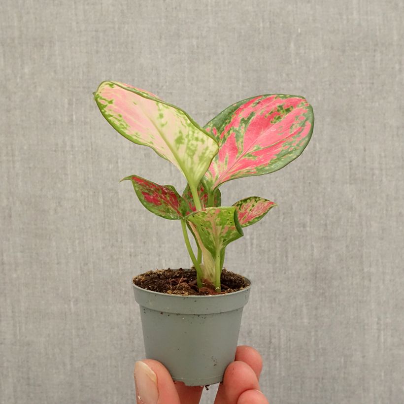 Amostra de Aglaonema Red Dragon Mini-plante tal como entregue no outono