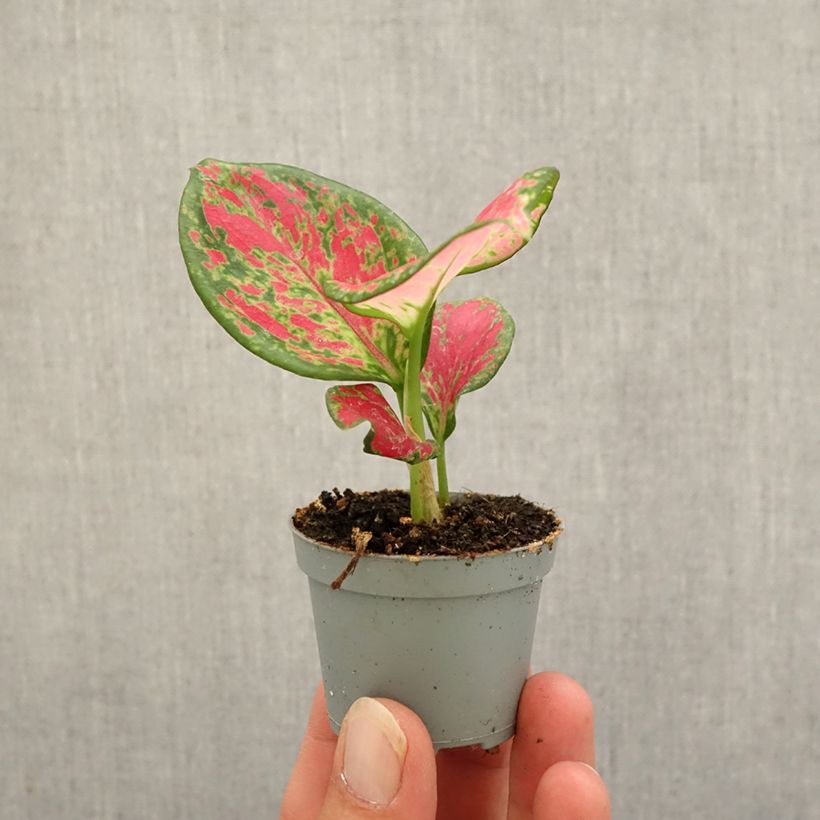 Amostra de Aglaonema commutatum Red Valentine Mini-plante tal como entregue no outono