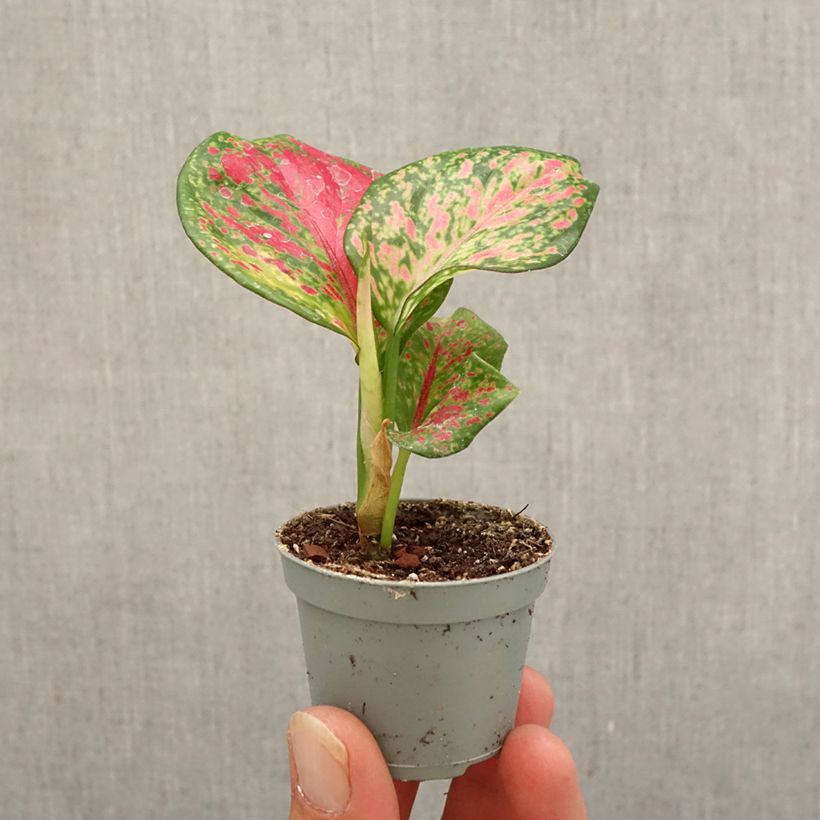 Amostra de Aglaonema commutatum Red Zircon Mini-plante tal como entregue no outono