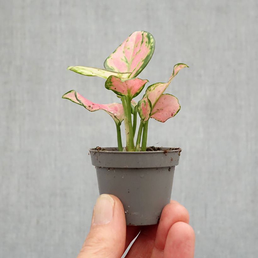 Amostra de Aglaonema Rich Red Miniplanta tal como entregue na primavera