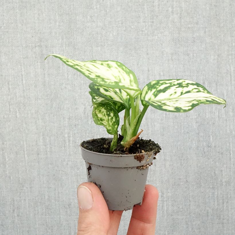 Amostra de Aglaonema commutatum Snowflake Mini-plante tal como entregue no outono
