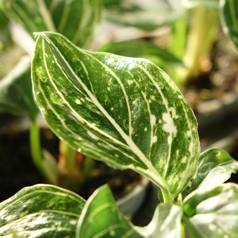 Aglaonema Toms Pride (Folhagem)