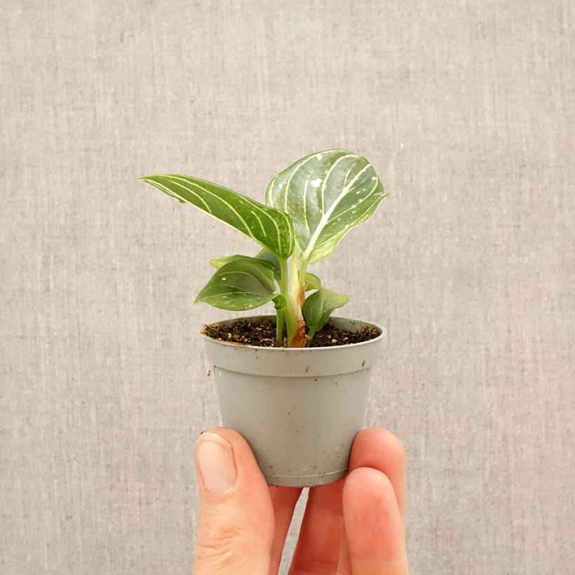Amostra de Aglaonema Toms Pride Miniplanta tal como entregue na primavera