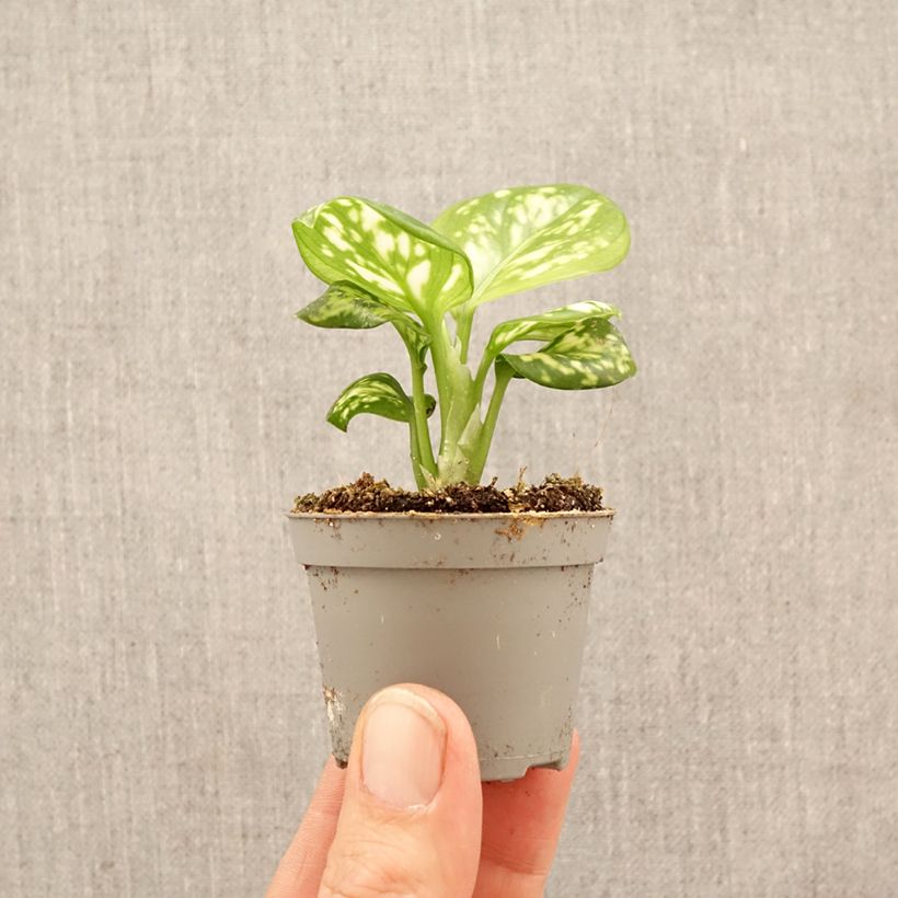 Amostra de Aglaonema Variegata Pearls Miniplanta tal como entregue na primavera