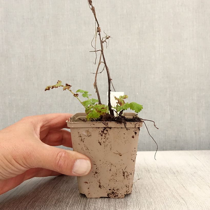 Amostra de Agrimonia eupatoria Alba Vaso de 8/9 cm tal como entregue no outono