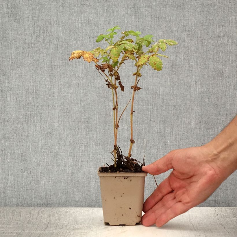 Amostra de Agrimonia eupatoria Alba Vaso de 8/9 cm tal como entregue no verão