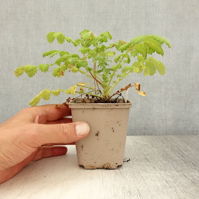 Amostra de Agrimonia eupatoria Vaso de 8/9 cm tal como entregue no verão