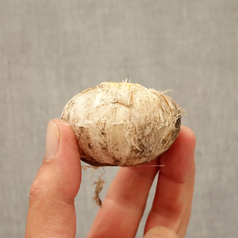 Amostra de Ail d'ornement - Allium aflatunense Lucy Ball* Bulbe Kaliber/Größe 16/18 tal como entregue no outono