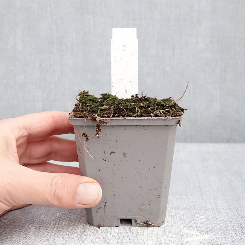 Amostra de Allium aflatunense Purple Sensation Vaso de 8/9 cm Calibre 14+ tal como entregue no inverno