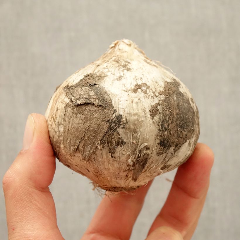 Amostra de Allium Ambassador Bulbo Calibre 24+ tal como entregue no outono