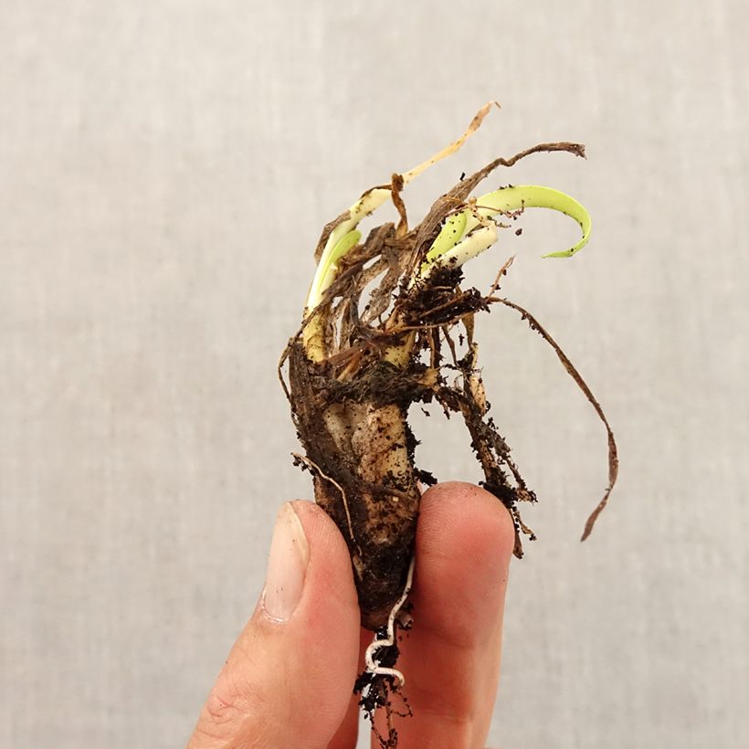 Amostra de Ail d'ornement - Allium angulosum ou acutangulum Bulbe Kaliber/Größe I tal como entregue no outono