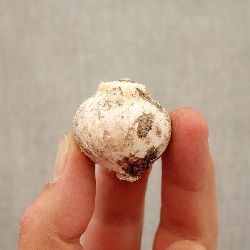 Amostra de Allium atropurpureum Bulbo Calibre 8+ tal como entregue no outono