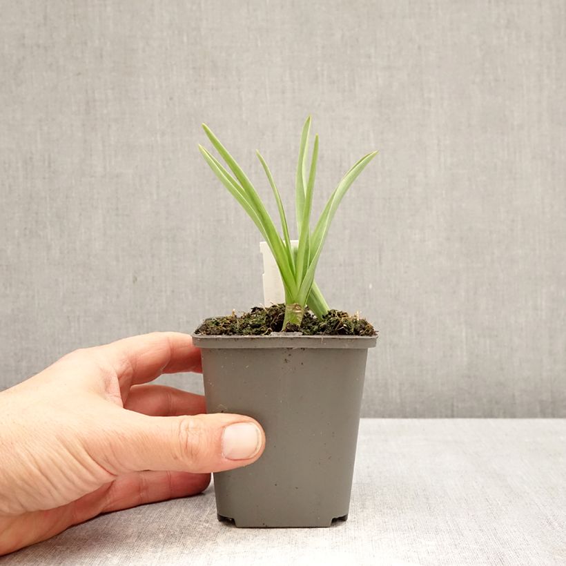Amostra de Allium atropurpureum Vaso de 8/9 cm Calibre 8+ tal como entregue na primavera