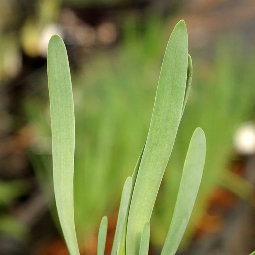 Allium Bubble Bath (Folhagem)