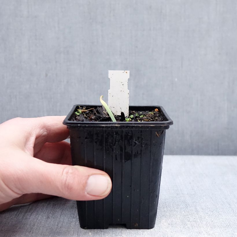 Amostra de Allium Bubble Bath Vaso de 8/9 cm tal como entregue no inverno