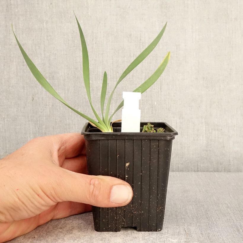 Amostra de Allium Bubble Bath Vaso de 8/9 cm tal como entregue na primavera