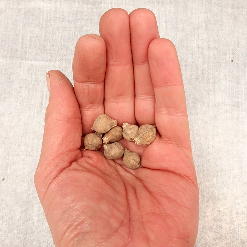 Amostra de Allium caeruleum em sementes Bulbo Calibre 4+ tal como entregue na primavera
