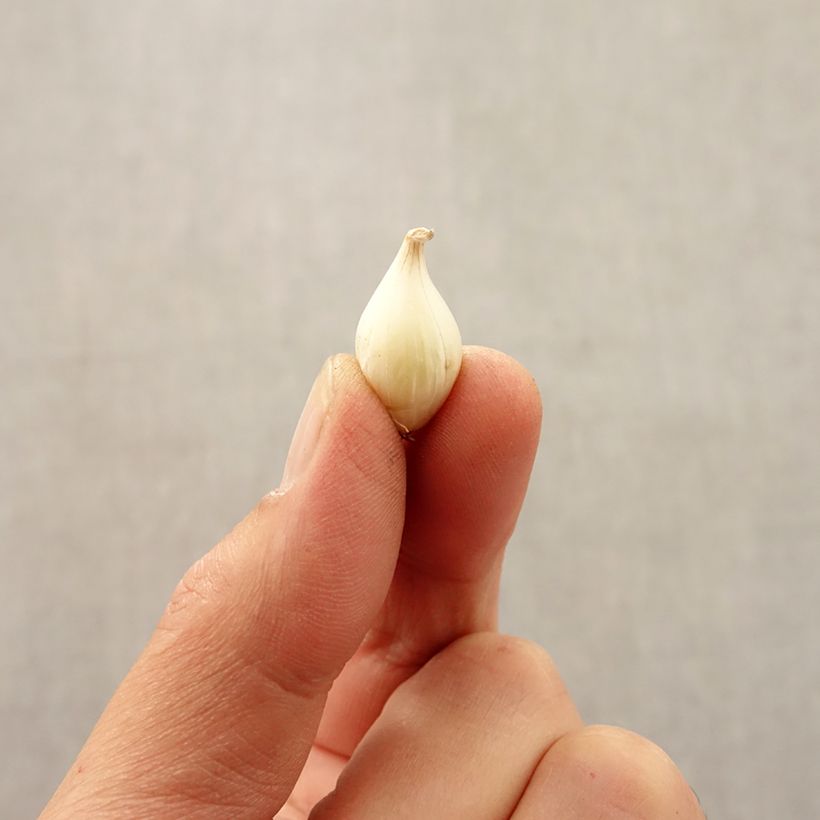 Amostra de Ail d'ornement - Allium caesium Bulbe Kaliber/Größe 5+ tal como entregue no outono