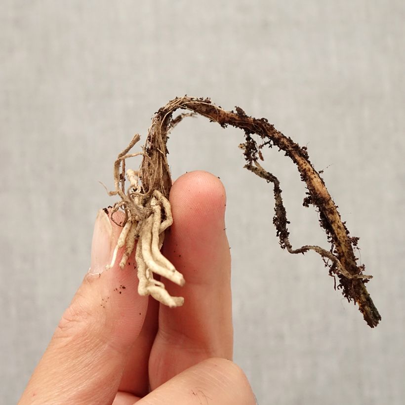 Amostra de Ail d'ornement - Allium cyathophorum var farreri Bulbe Kaliber/Größe I tal como entregue no outono