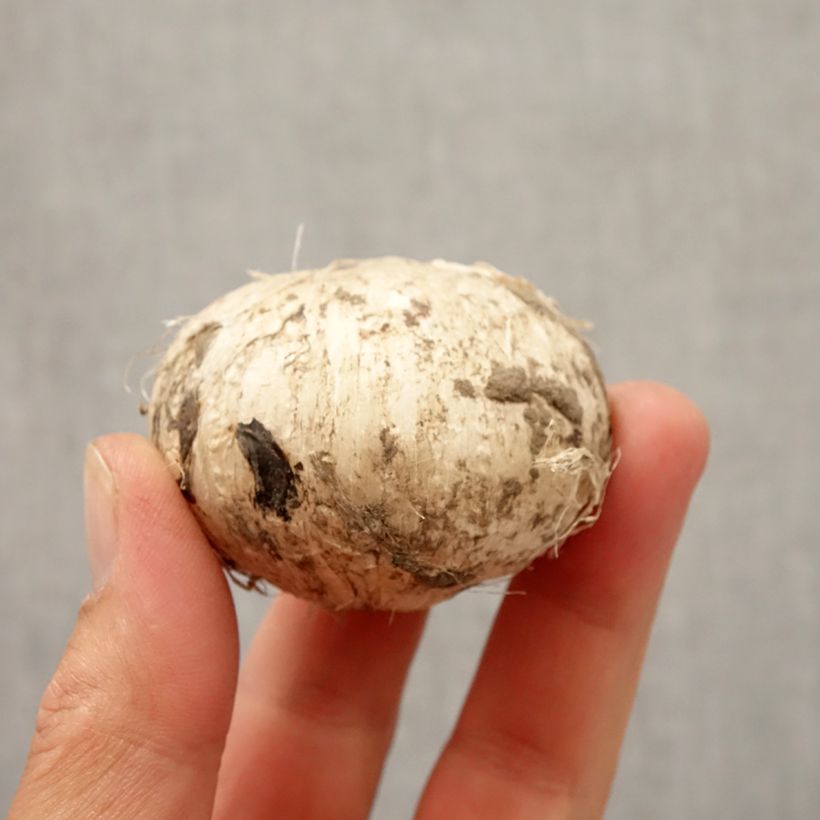 Amostra de Ail d'ornement - Allium Early Emperor Bulbe Kaliber/Größe 14+ tal como entregue no outono