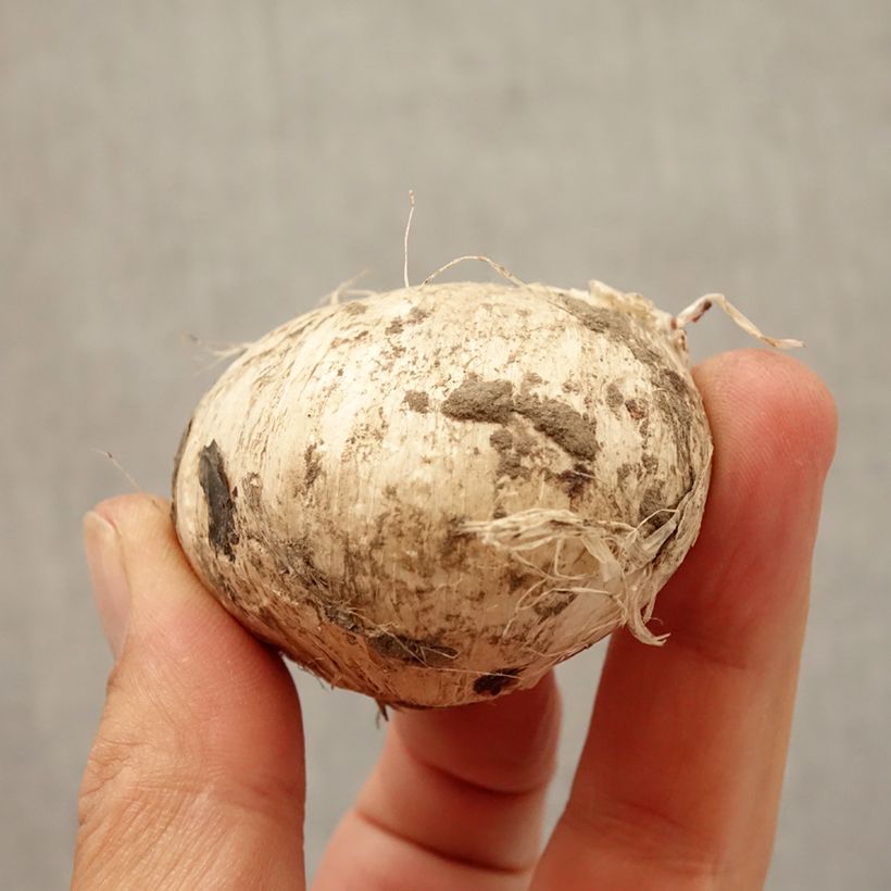 Amostra de Ail d'ornement - Allium Forelock Bulbo size 14+ tal como entregue no outono