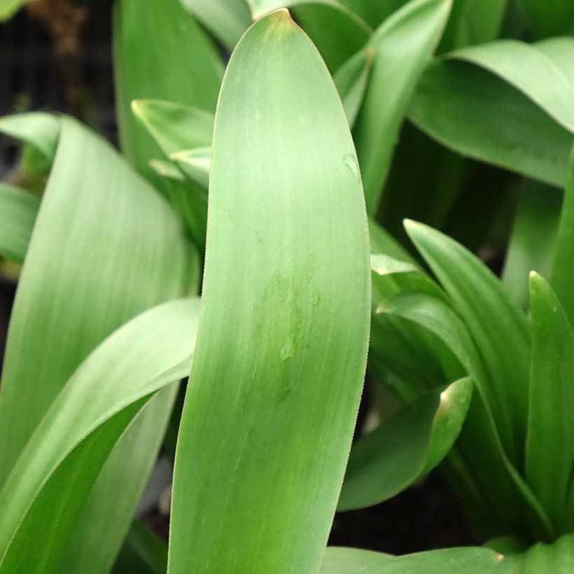 Allium giganteum (Folhagem)